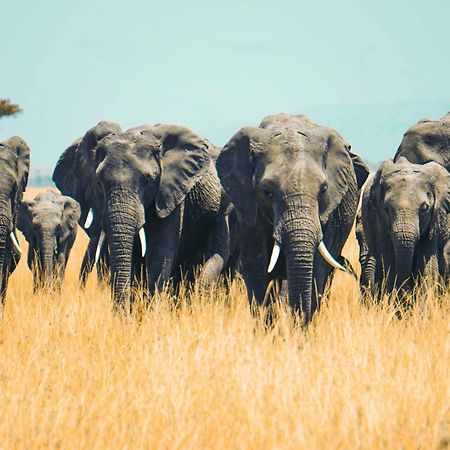 Kananga Special Tented Camp Banagi Zewnętrze zdjęcie
