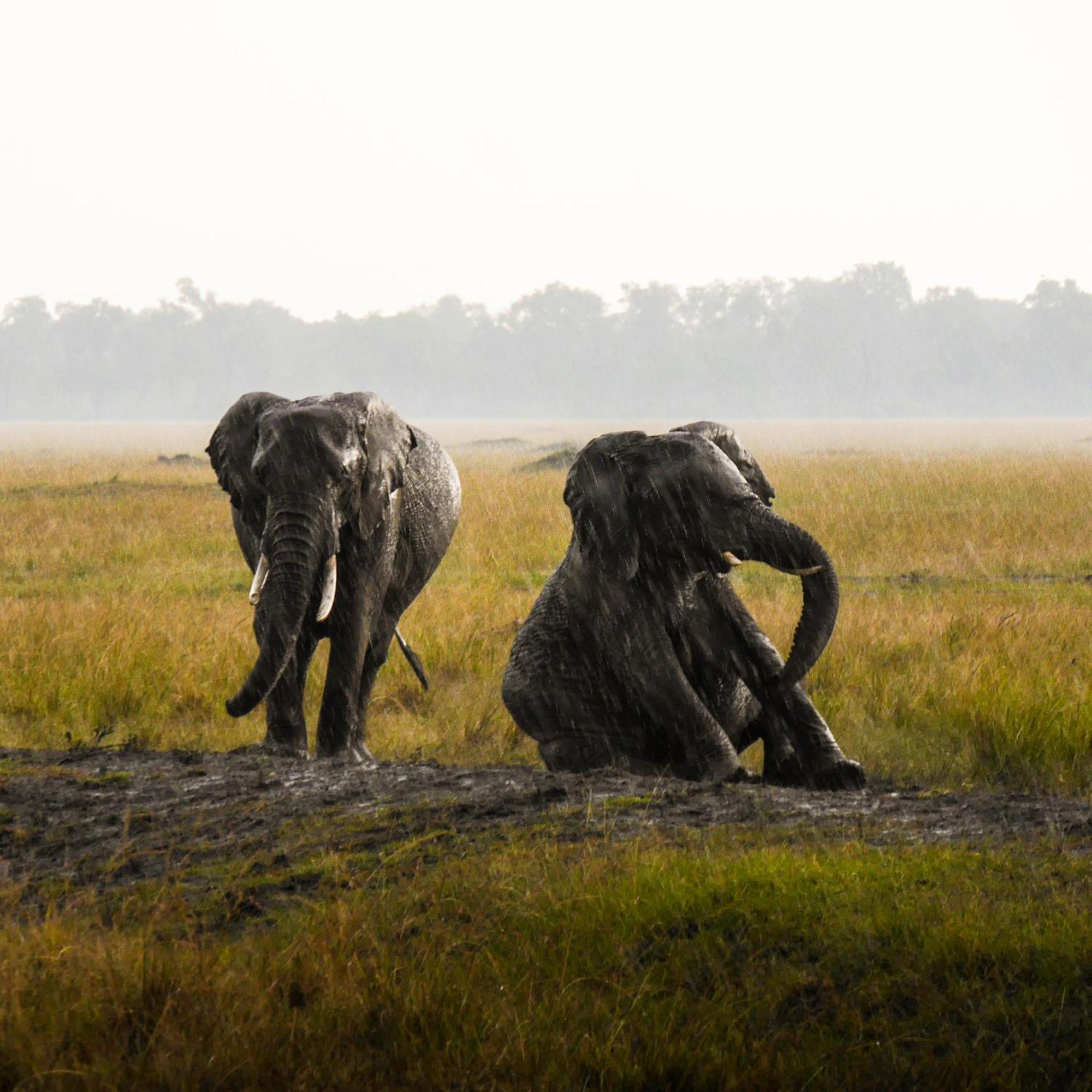 Kananga Special Tented Camp Banagi Zewnętrze zdjęcie